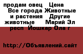  продам овец › Цена ­ 100 - Все города Животные и растения » Другие животные   . Марий Эл респ.,Йошкар-Ола г.